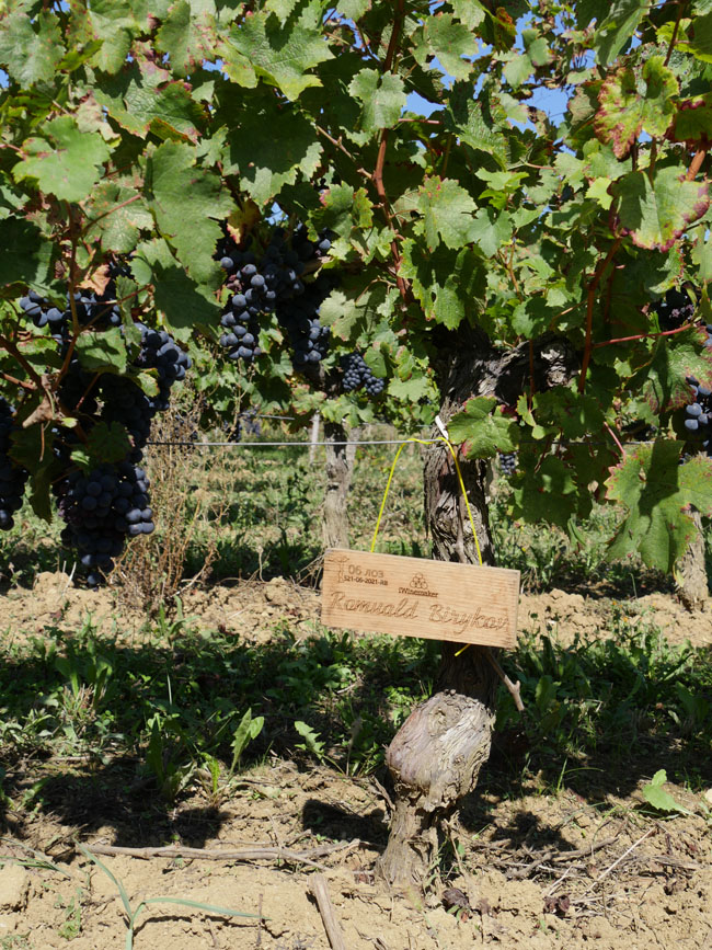 Виноградник на урожай